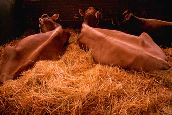 supinebovine