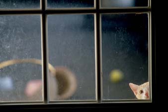windowcat