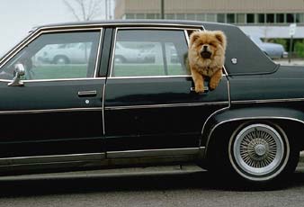 windowdog