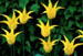 yellowtulips