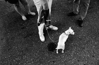 dogview