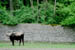 bull