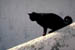 cattail