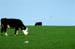 horizoncows