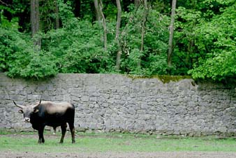 bull