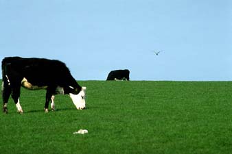 horizoncows