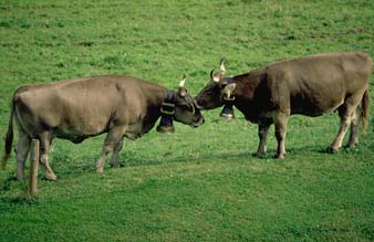 swisscows