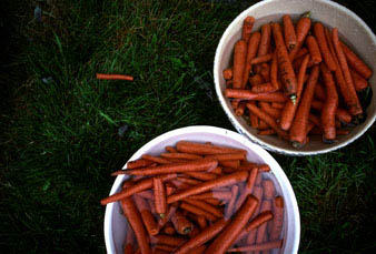 carrots