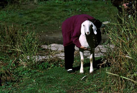 goaty