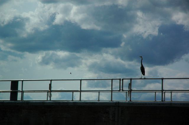 heron1