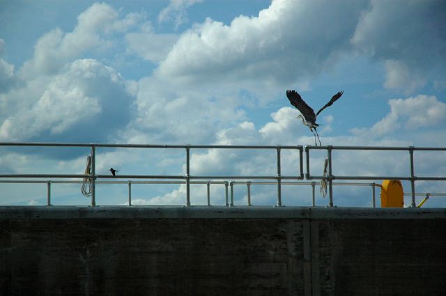 heron3