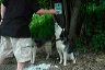 basmatidogfeed