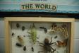 decrepitbugs