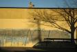 graffititreeshadow