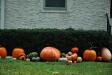 gourdhedge