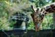 giraffeinsomnia
