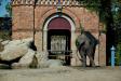 elephantlean