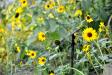 yellowyardbird
