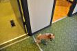 dogdiddledaydream