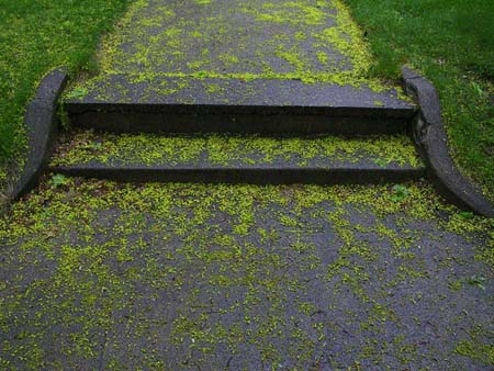 greensteps2