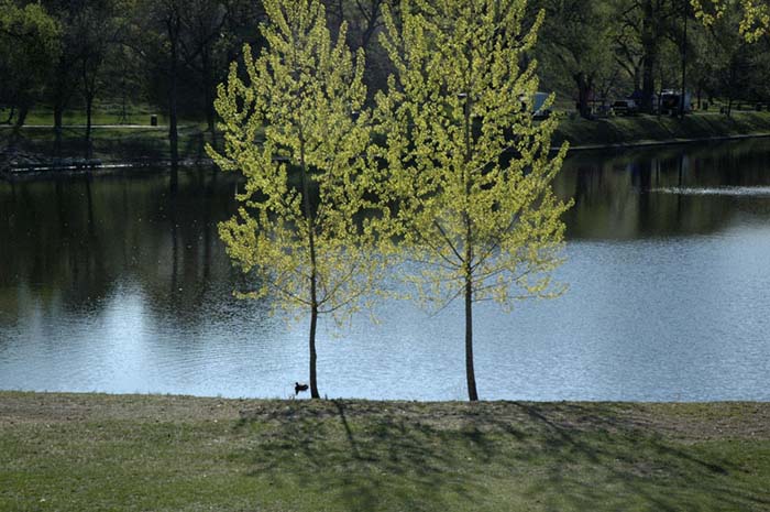 2trees
