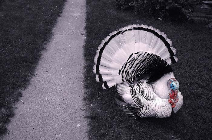 sidewalkturkey