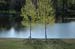 2trees