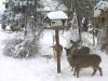 Deer, Goat and Sheep (in the upper left corner)