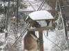 Goat at Birdfeeder
