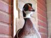 Woody, The pathetically imprinted wood duck.  (also has a bit of a Napoleonic complex)