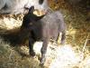 Baa Baa Miracle at 5 days old. Named after a popular black sheep & the fact he was miraculously born from a spayed ewe & a neutered ram.