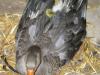 Hatched!