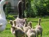 Gosling in flight