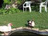 Our Muscovies