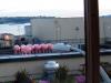 Pink Pigs...