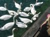 Lake Zurich Swans