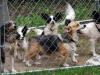 Rescued dogs up for adoption