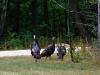 Door County Wild Turkeys